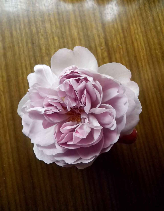 ��Ƭ_20150425_095935.jpg