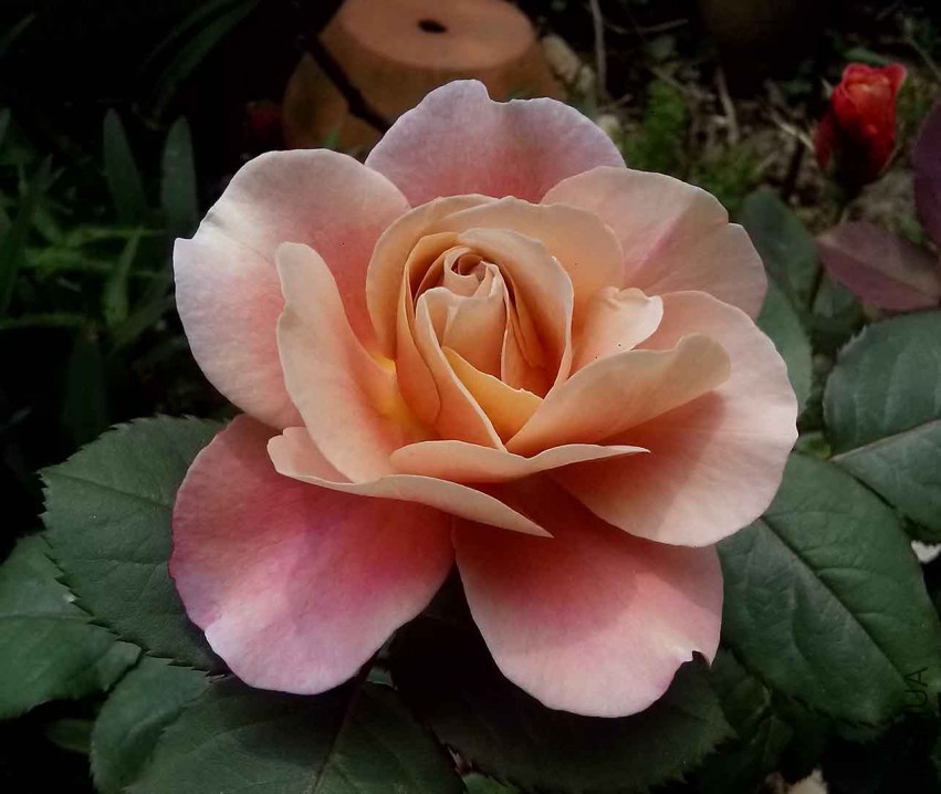 ��Ƭ_20150427_124512.jpg