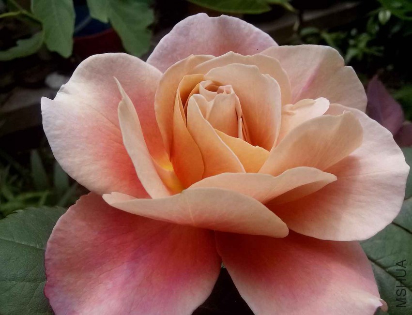 ��Ƭ_20150427_124533.jpg