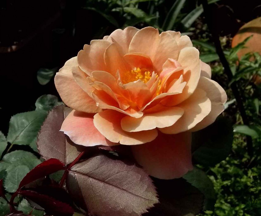 ��Ƭ_20150428_090828.jpg