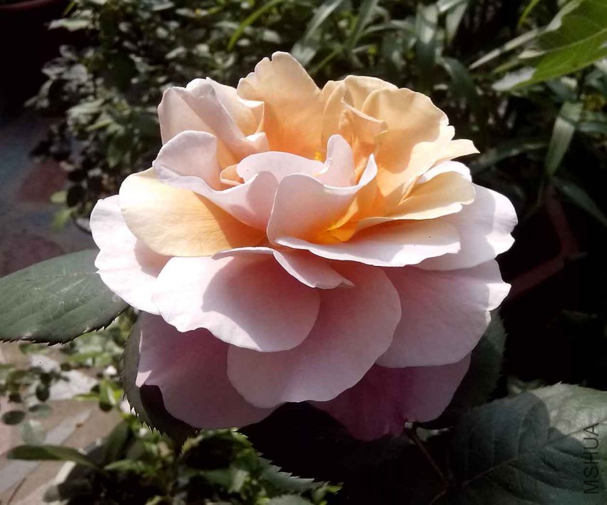 ��Ƭ_20150428_090843.jpg