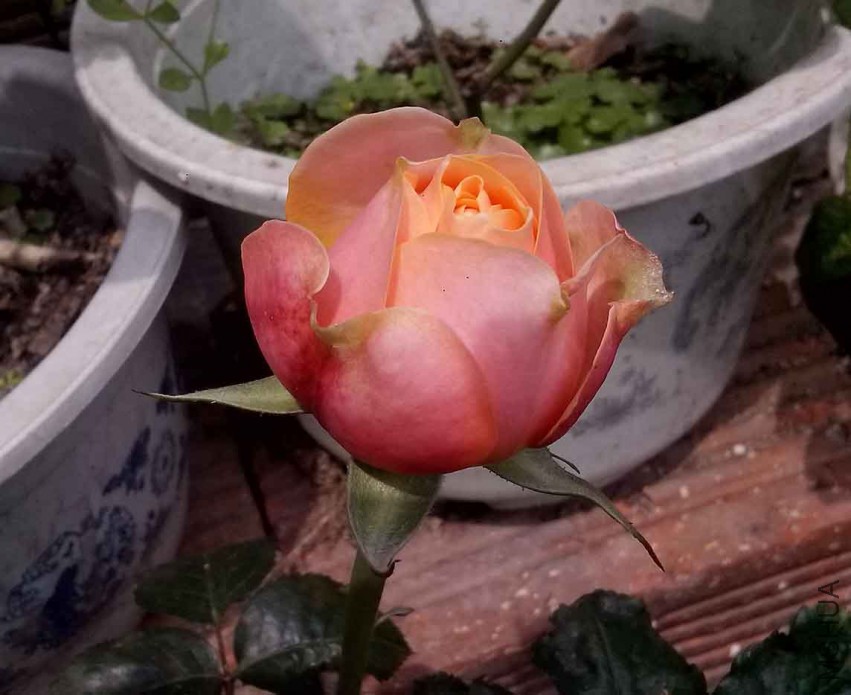 ��Ƭ_20150427_124717.jpg