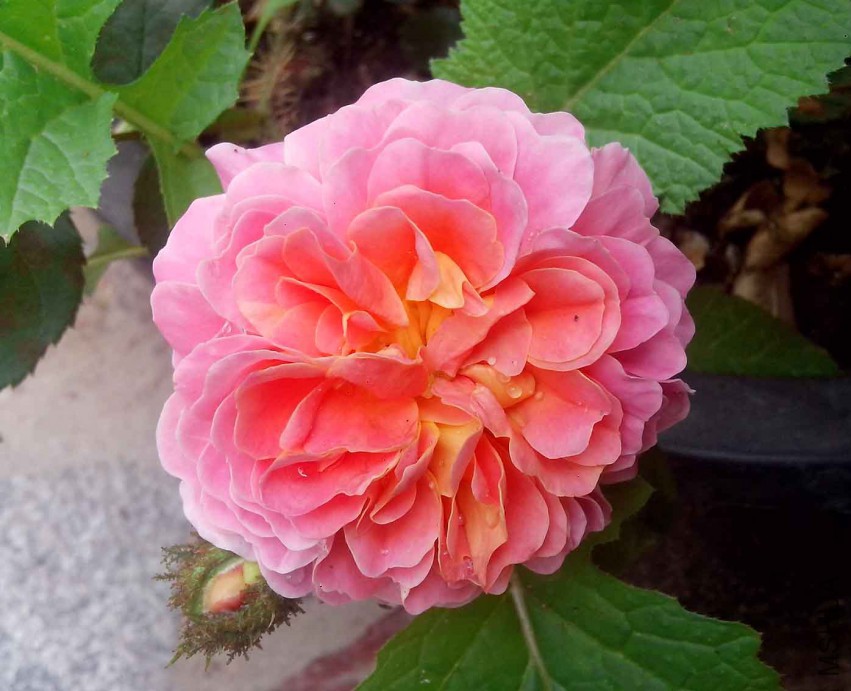 ��Ƭ_20150429_083458.jpg