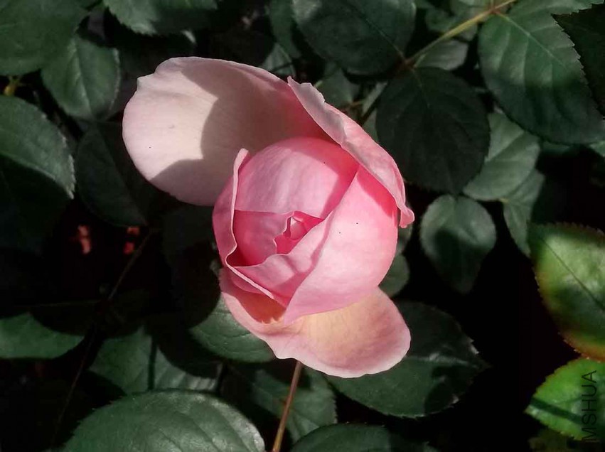 ��Ƭ_20150428_090630.jpg