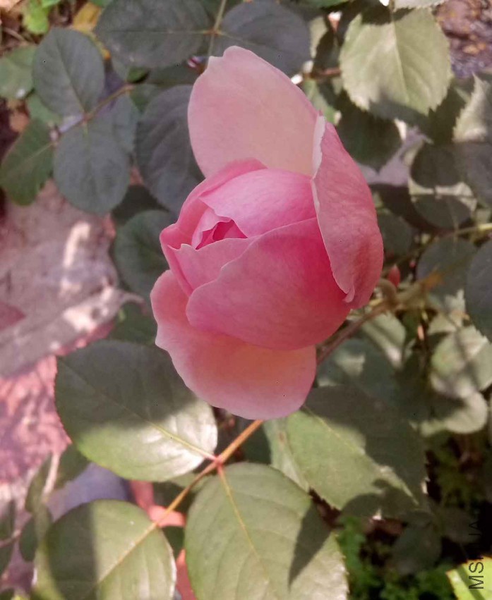 ��Ƭ_20150428_090645.jpg
