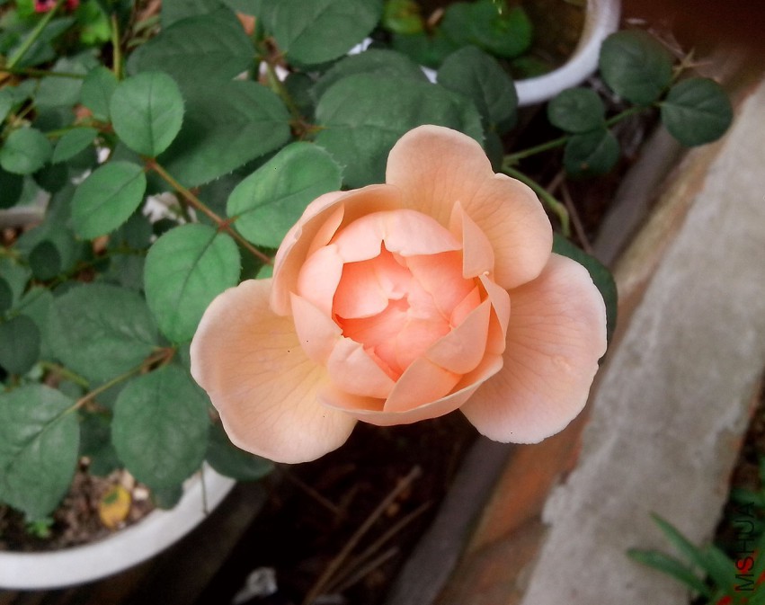 ��Ƭ_20150504_075225.jpg