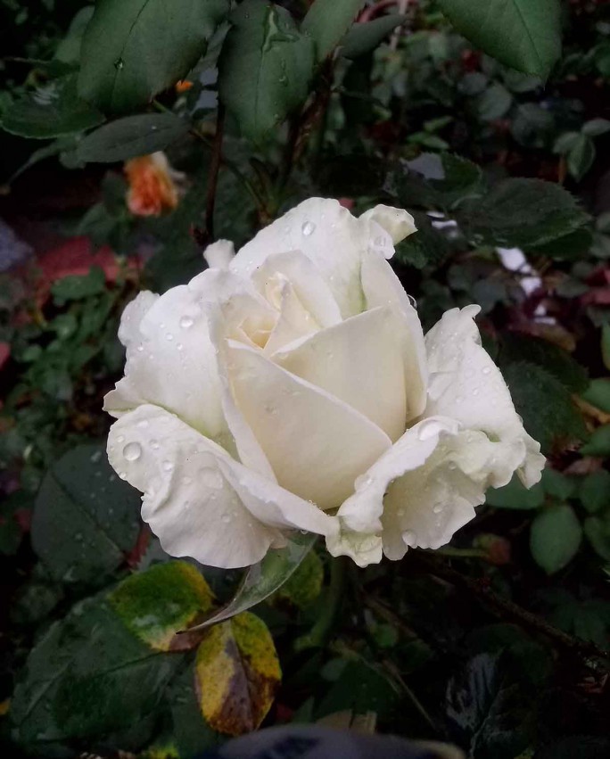 ��Ƭ_20150502_094851.jpg