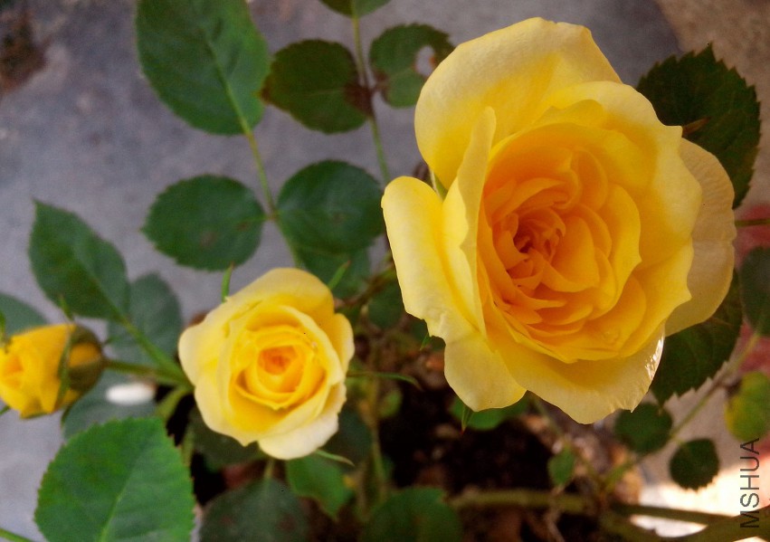 ��Ƭ_20150503_082832.jpg