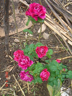 DSC05101.JPG