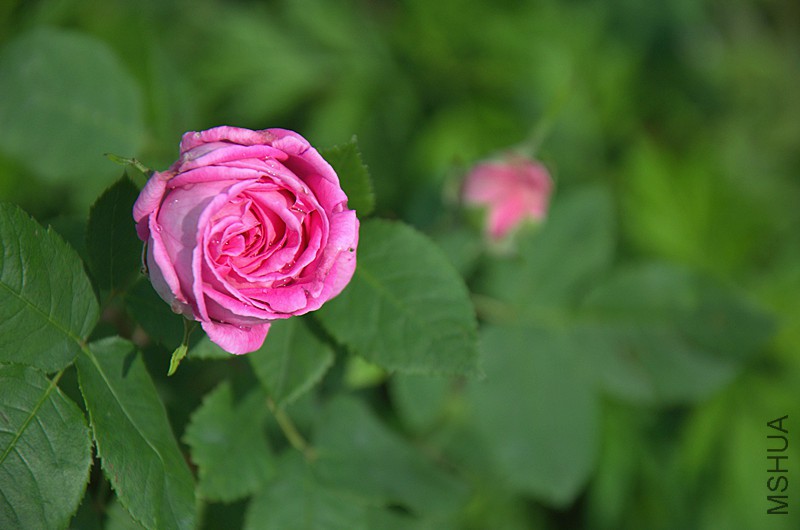 DSC_6962_����.jpg