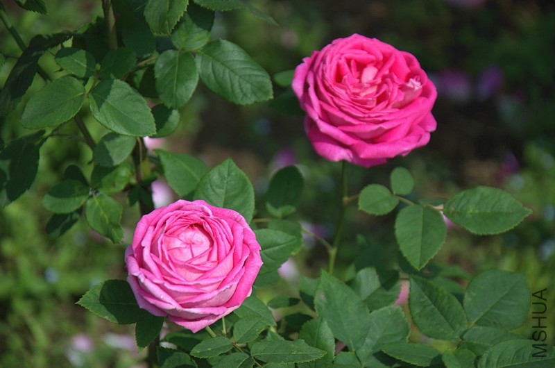 DSC_6965_����.jpg