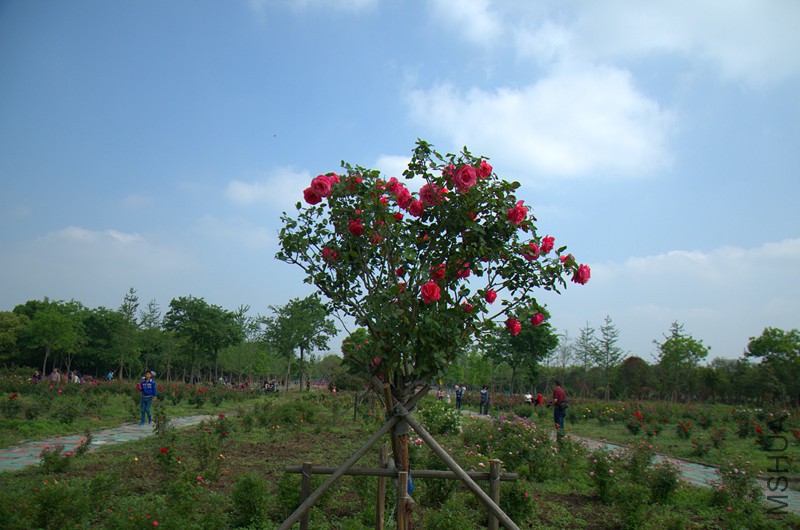 DSC_6993_����.jpg