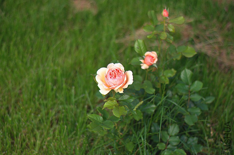 DSC_7030_����.jpg