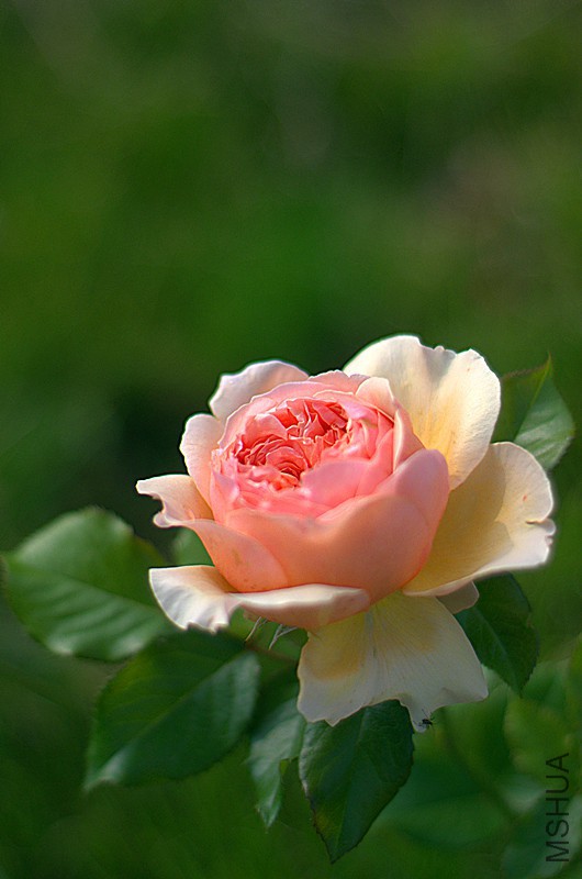 DSC_7031_����.jpg
