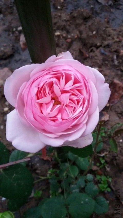QQͼƬ20150504134153.jpg