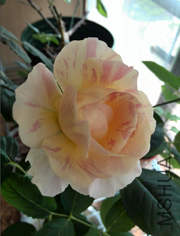 QQ��ͼ20150504144252.png