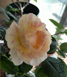 QQ��ͼ20150504144239.png