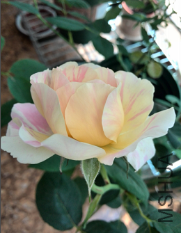 QQ��ͼ20150504144229.png