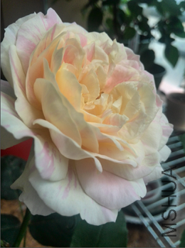 QQ��ͼ20150504144205.png