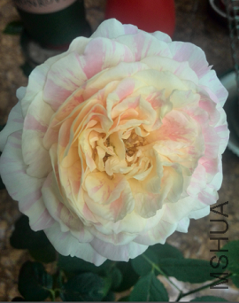 QQ��ͼ20150504144151.png
