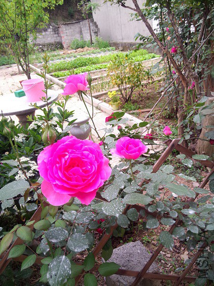 IMG20150501100947.jpg
