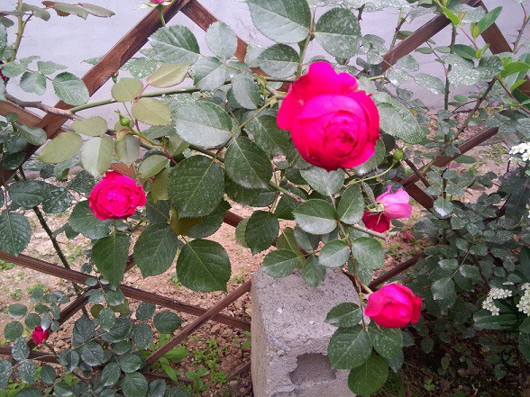 IMG20150501101002.jpg