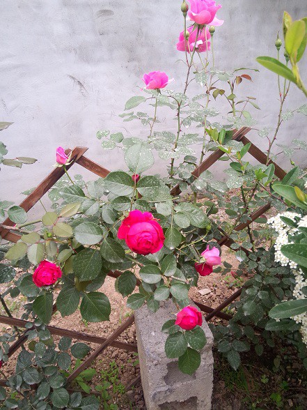 IMG20150501101008.jpg