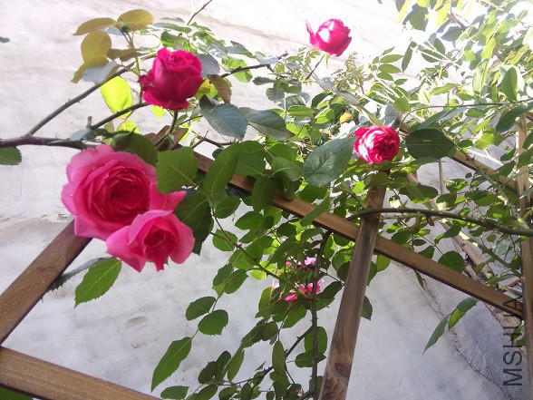 IMG20150502161139.jpg