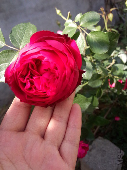 IMG20150502161204.jpg