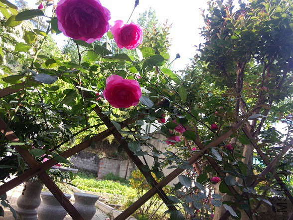 IMG20150502161221.jpg
