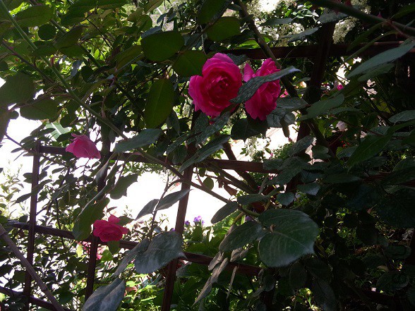 IMG20150502161232.jpg