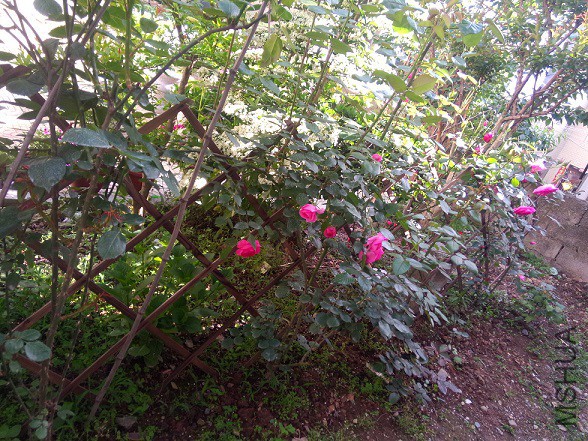 IMG20150502161424.jpg