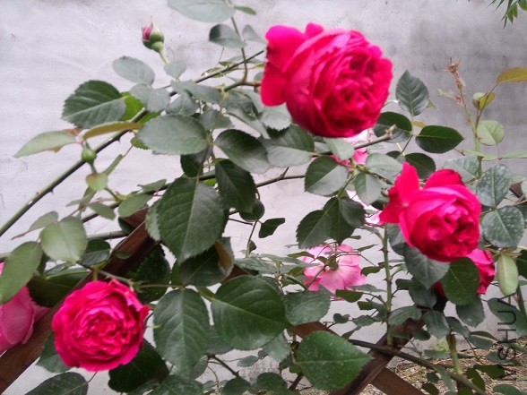 IMG20150503180535.jpg