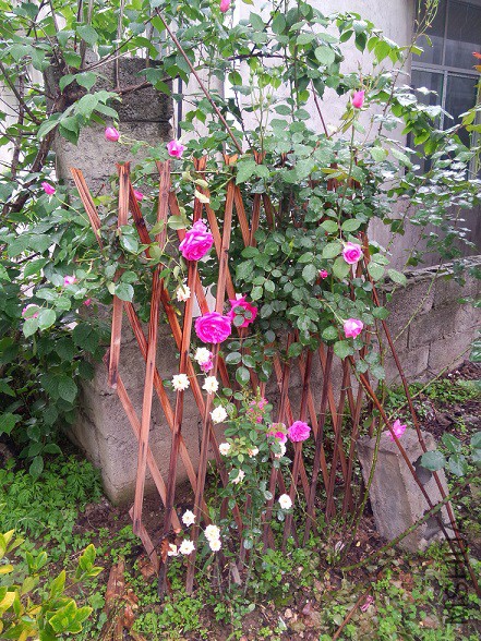 IMG20150504113905.jpg