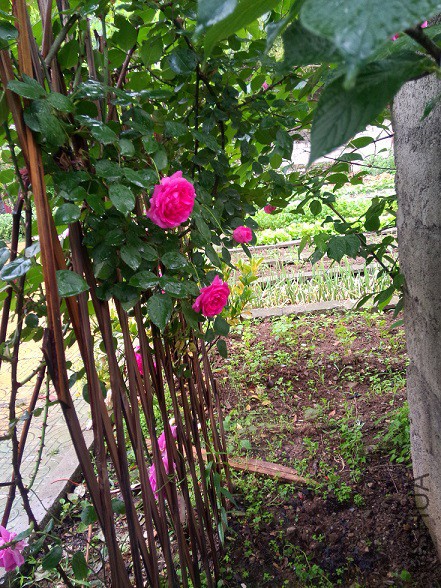 IMG20150504113935.jpg