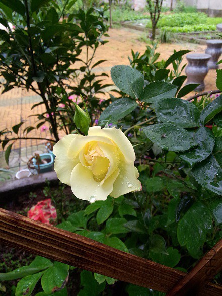 IMG20150504114018.jpg