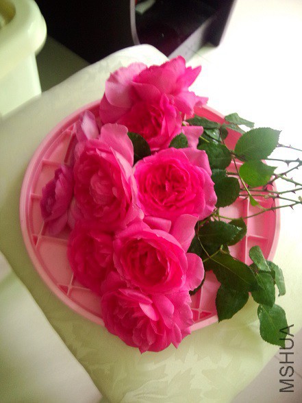 IMG20150504115523.jpg