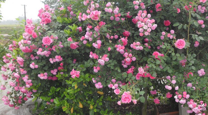 ��**��Ǿޱ2.jpg