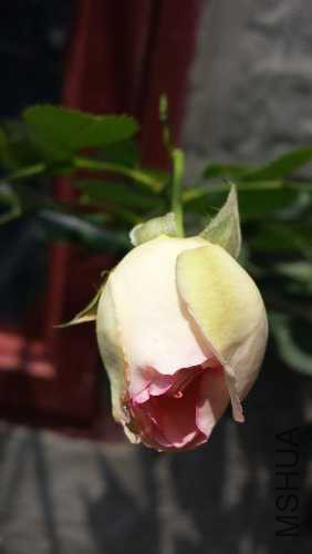 20150503_111526.jpg