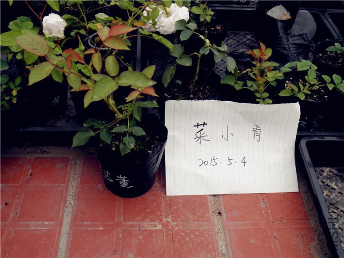 P5040042.jpg