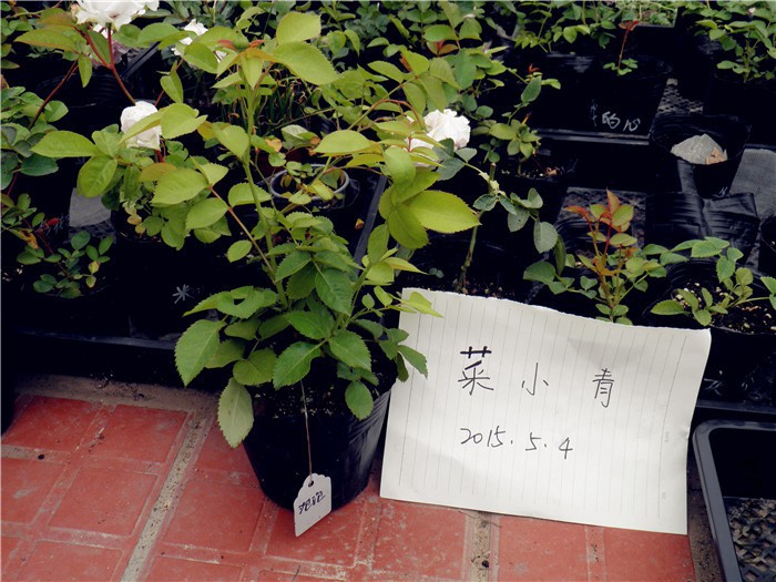 P5040044.jpg