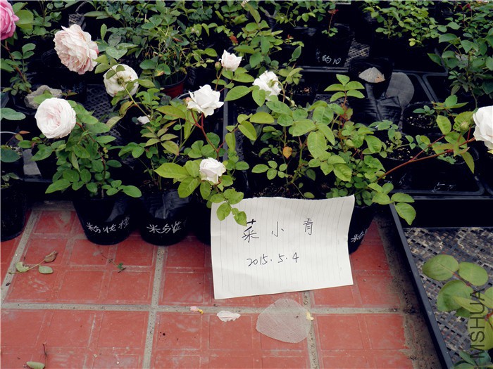 P5040046.jpg