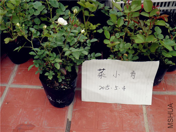P5040050.jpg