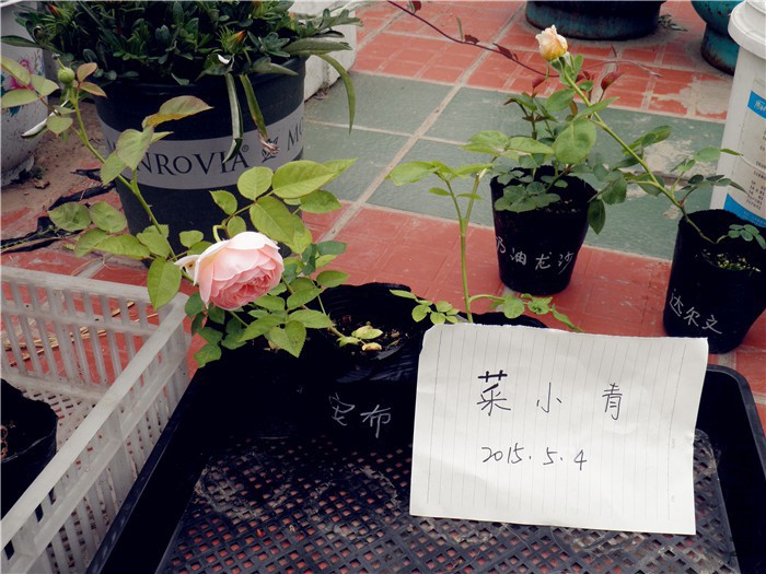 P5040051.jpg