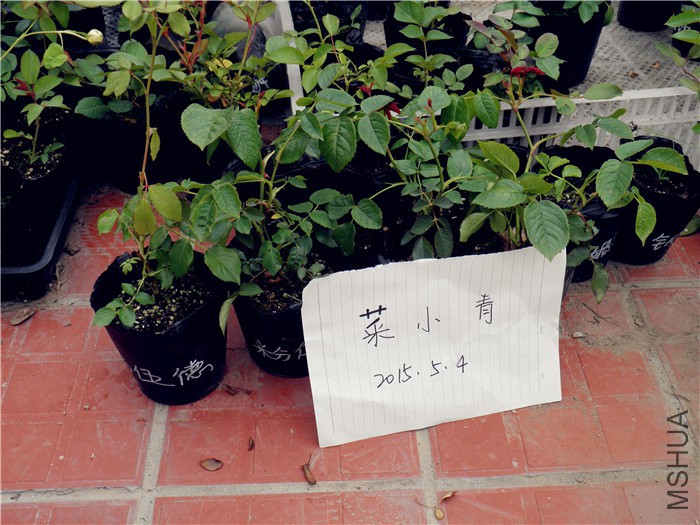 P5040054.jpg
