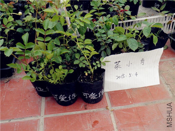 P5040058.jpg