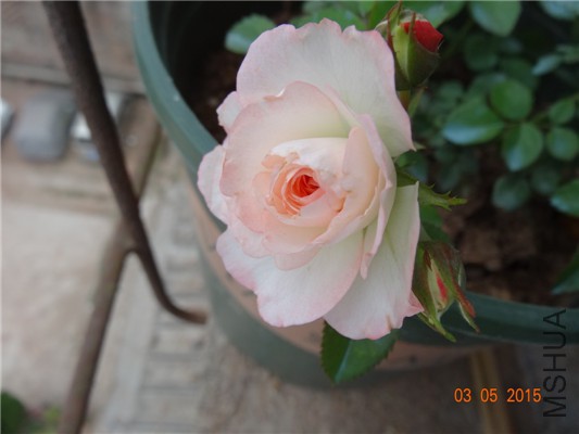 DSC08963.jpg