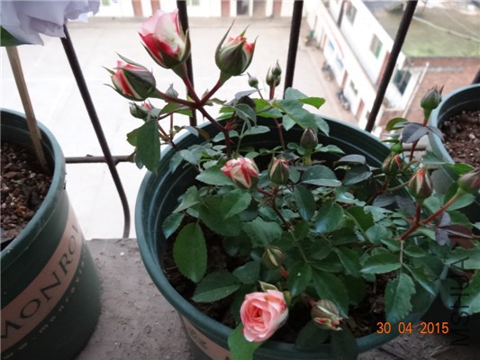DSC08722.jpg