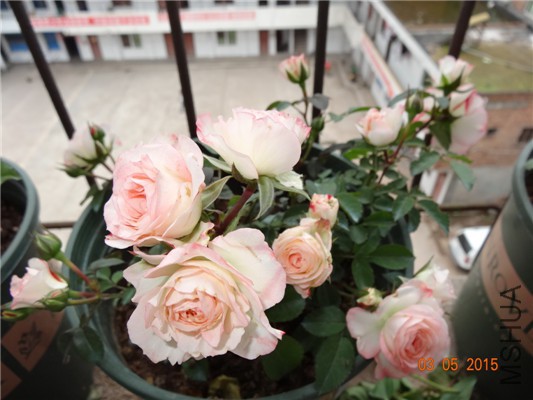 DSC08911.jpg