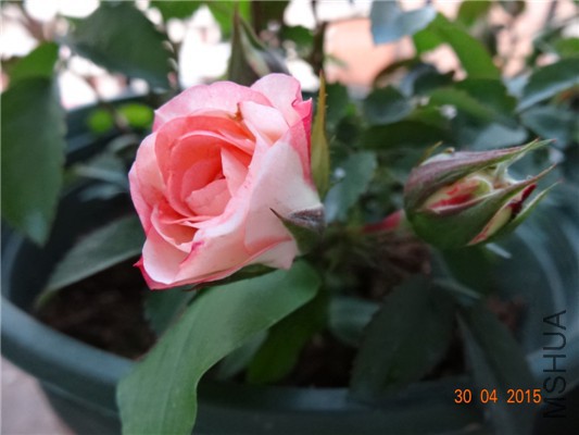 DSC08724.jpg